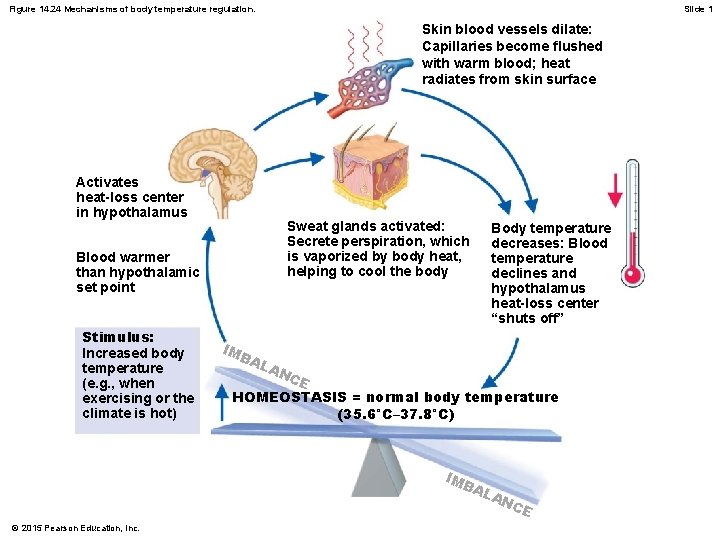 Figure 14. 24 Mechanisms of body temperature regulation. Slide 1 Skin blood vessels dilate: