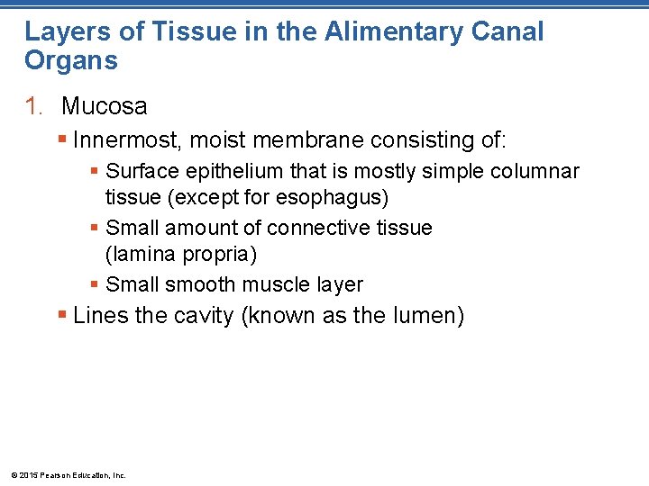 Layers of Tissue in the Alimentary Canal Organs 1. Mucosa § Innermost, moist membrane