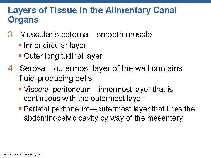 Layers of Tissue in the Alimentary Canal Organs 3. Muscularis externa—smooth muscle § Inner