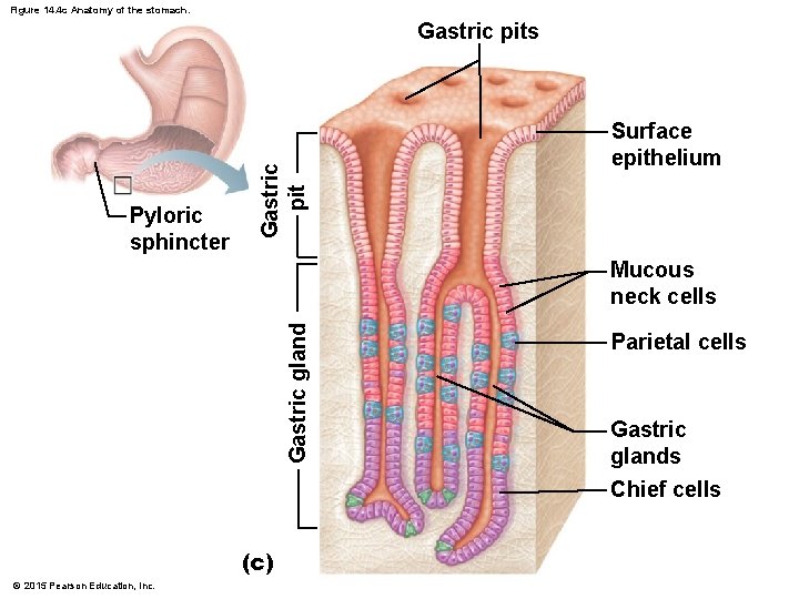 Figure 14. 4 c Anatomy of the stomach. Pyloric sphincter Gastric pits Surface epithelium
