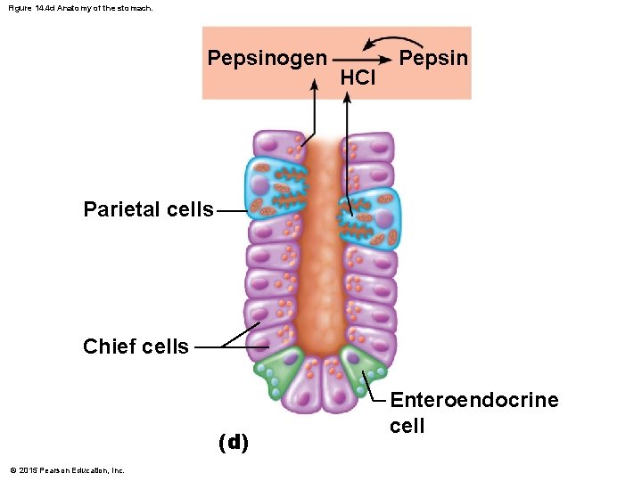 Figure 14. 4 d Anatomy of the stomach. Pepsinogen HCI Pepsin Parietal cells Chief