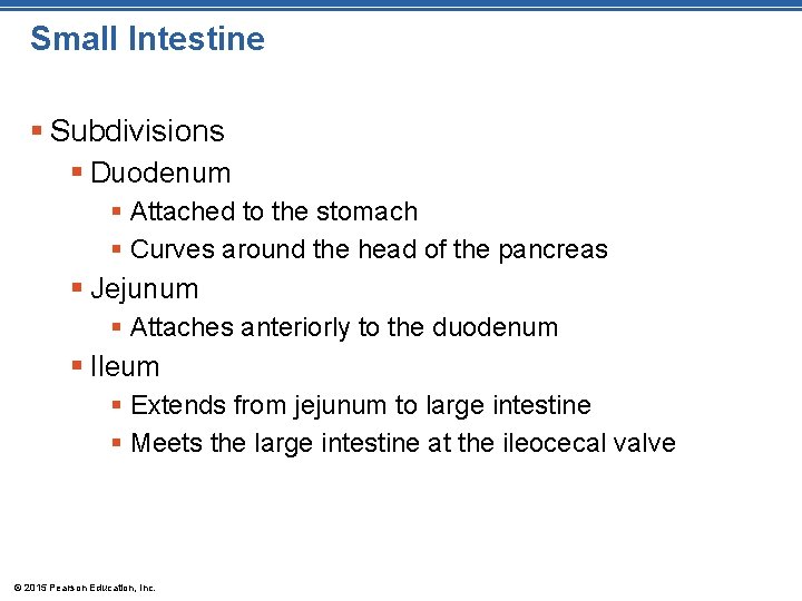 Small Intestine § Subdivisions § Duodenum § Attached to the stomach § Curves around