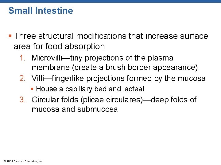 Small Intestine § Three structural modifications that increase surface area for food absorption 1.