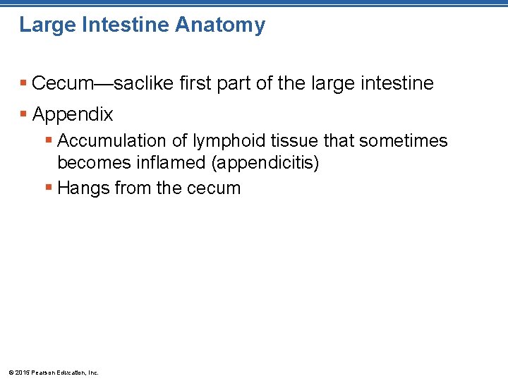 Large Intestine Anatomy § Cecum—saclike first part of the large intestine § Appendix §