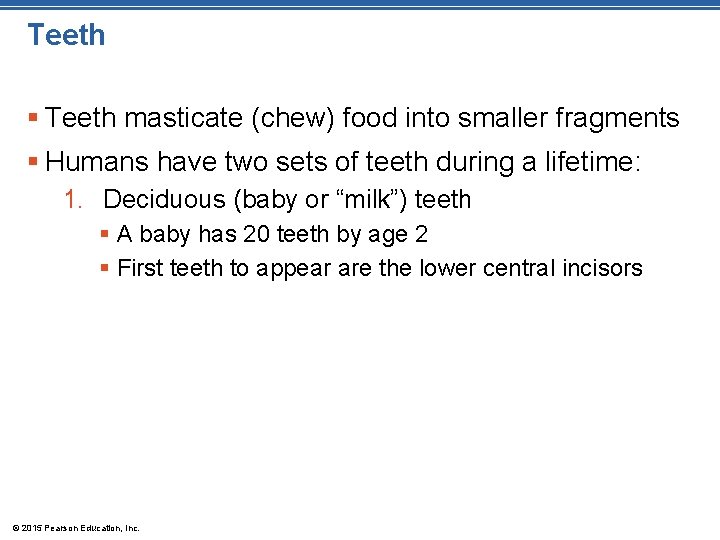 Teeth § Teeth masticate (chew) food into smaller fragments § Humans have two sets