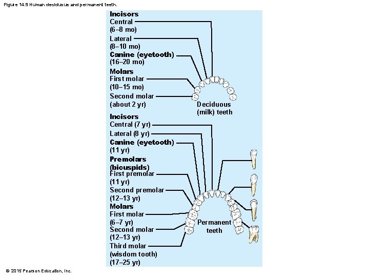 Figure 14. 9 Human deciduous and permanent teeth. Incisors Central (6– 8 mo) Lateral