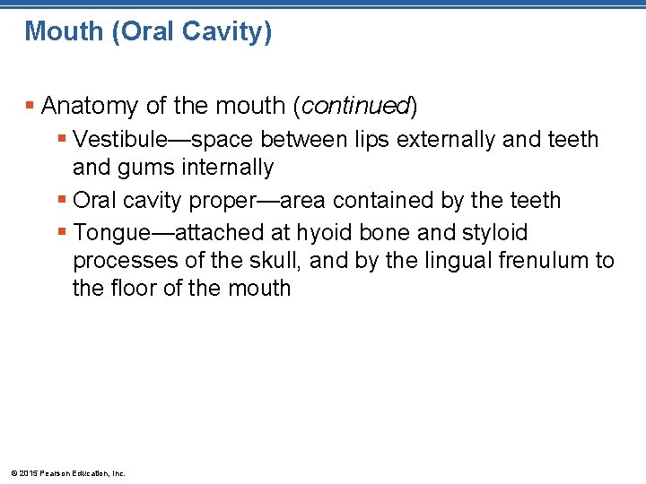 Mouth (Oral Cavity) § Anatomy of the mouth (continued) § Vestibule—space between lips externally