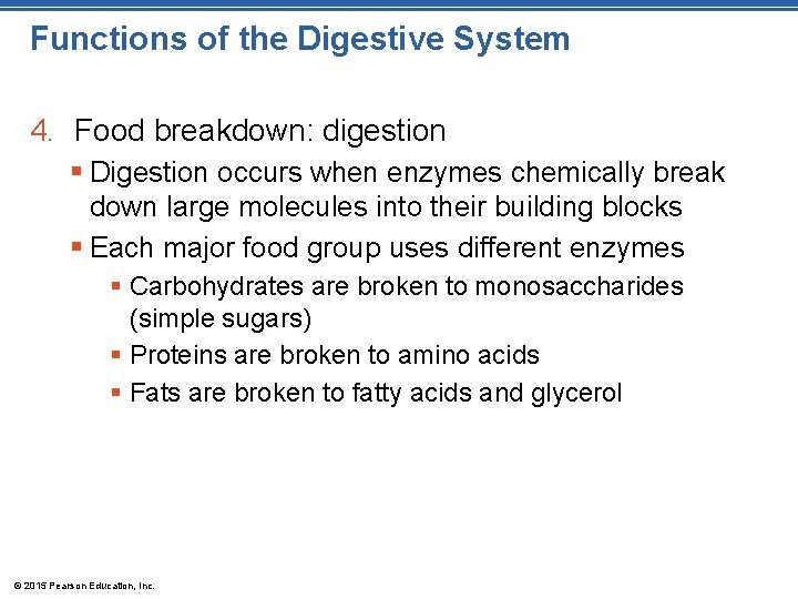 Functions of the Digestive System 4. Food breakdown: digestion § Digestion occurs when enzymes