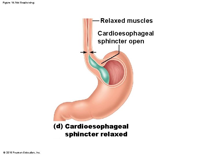 Figure 14. 14 d Swallowing. Relaxed muscles Cardioesophageal sphincter open (d) Cardioesophageal sphincter relaxed