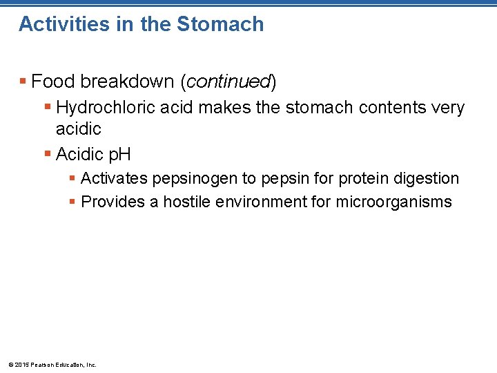 Activities in the Stomach § Food breakdown (continued) § Hydrochloric acid makes the stomach