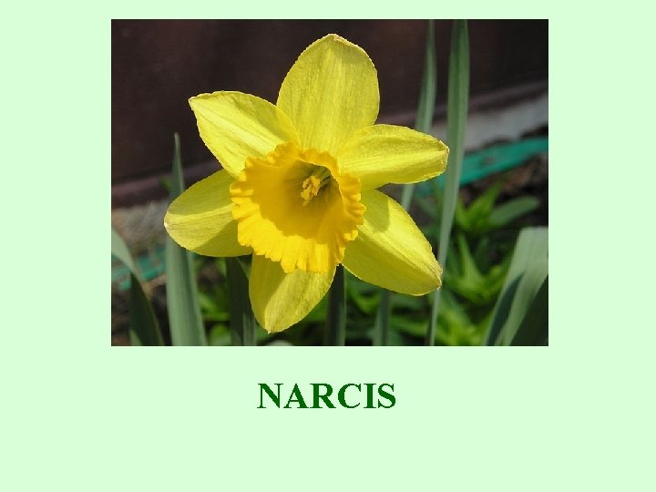 NARCIS 