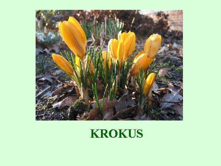 KROKUS 