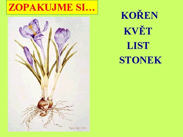 ZOPAKUJME SI… KOŘEN KVĚT LIST STONEK 