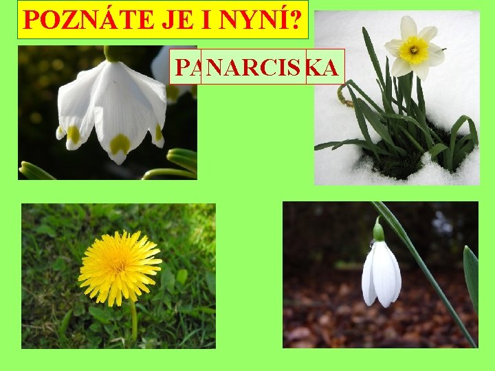 POZNÁTE JE I NYNÍ? PAMPELIŠKA SNĚŽENKA BLEDULE NARCIS 