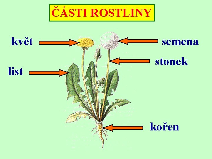 ČÁSTI ROSTLINY květ list semena stonek kořen 