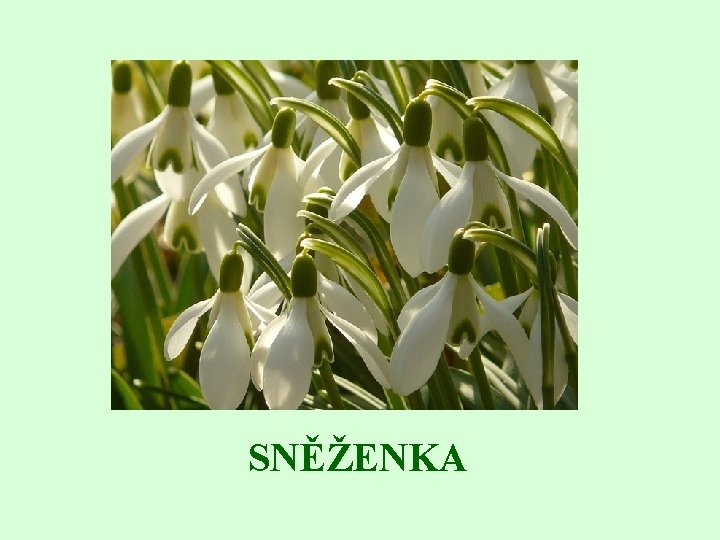 SNĚŽENKA 