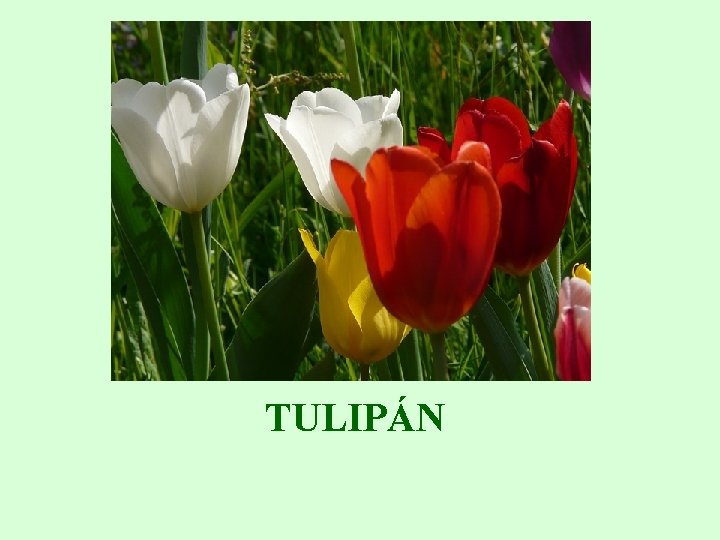 TULIPÁN 