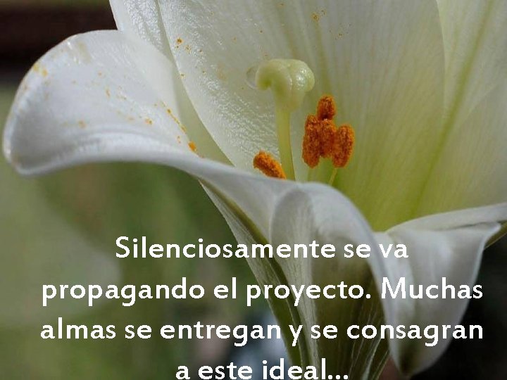 Silenciosamente se va propagando el proyecto. Muchas almas se entregan y se consagran a