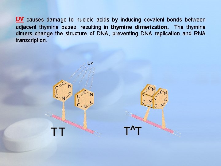 UV causes damage to nucleic acids by inducing covalent bonds between adjacent thymine bases,