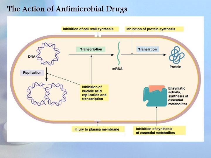 The Action of Antimicrobial Drugs 