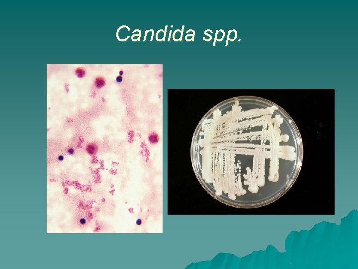 Candida spp. 