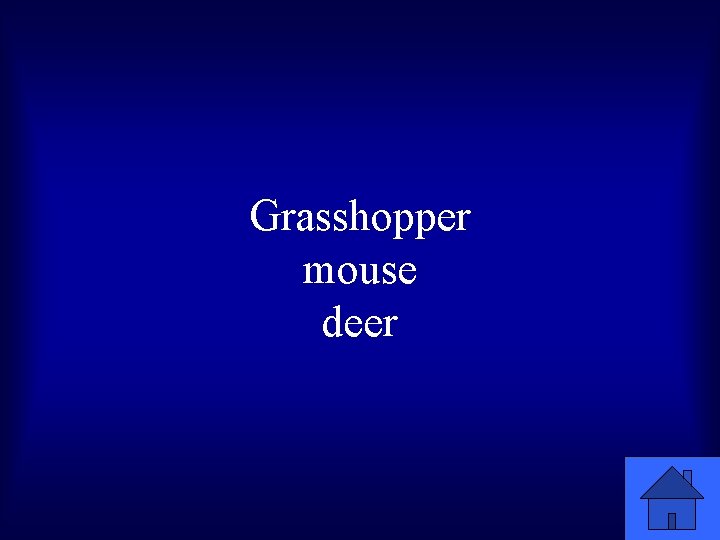 Grasshopper mouse deer 
