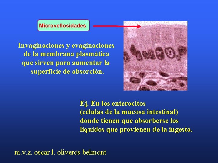 Invaginaciones y evaginaciones de la membrana plasmática que sirven para aumentar la superficie de