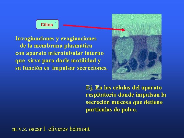 Invaginaciones y evaginaciones de la membrana plasmática con aparato microtubular interno que sirve para