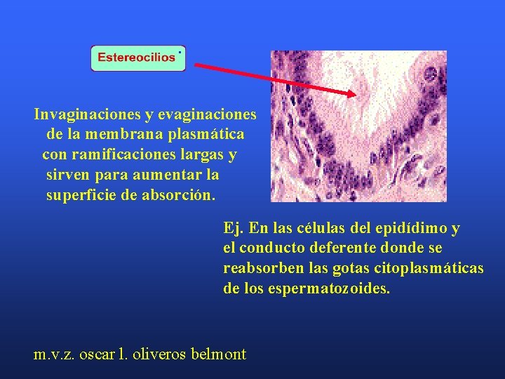 Invaginaciones y evaginaciones de la membrana plasmática con ramificaciones largas y sirven para aumentar