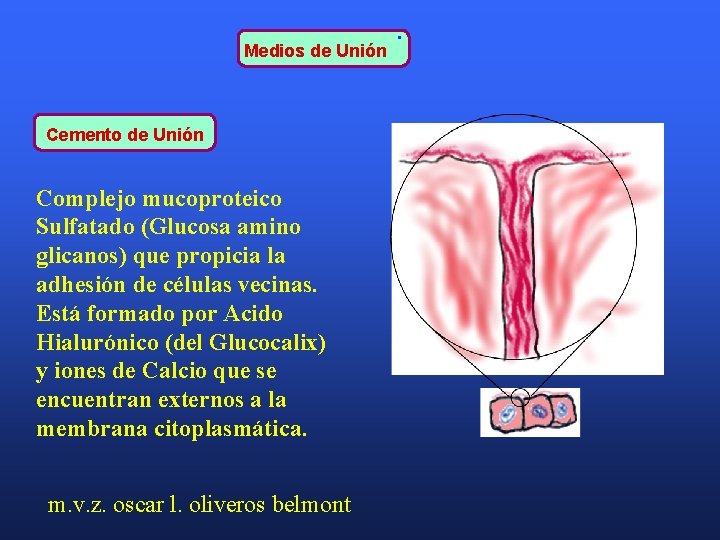 Medios de Unión Cemento de Unión Complejo mucoproteico Sulfatado (Glucosa amino glicanos) que propicia