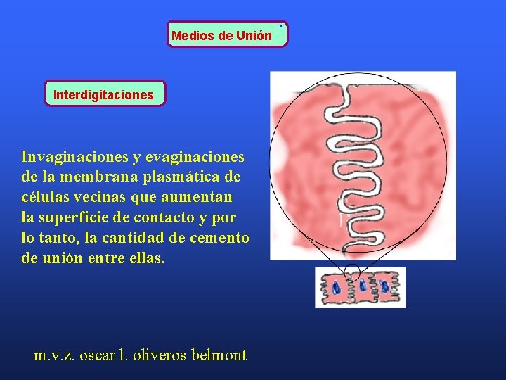 Medios de Unión Interdigitaciones Invaginaciones y evaginaciones de la membrana plasmática de células vecinas