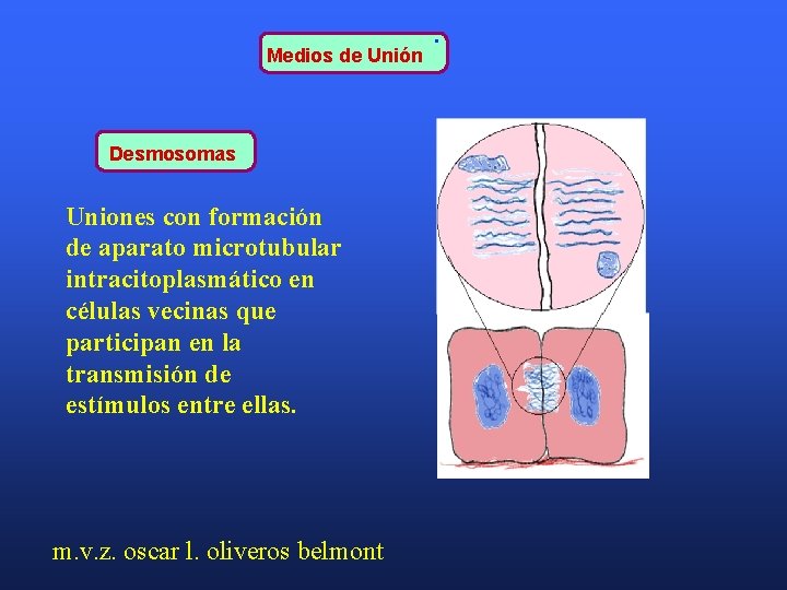 Medios de Unión Desmosomas Uniones con formación de aparato microtubular intracitoplasmático en células vecinas