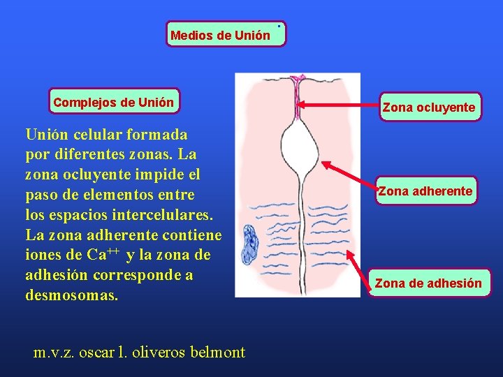 Medios de Unión Complejos de Unión celular formada por diferentes zonas. La zona ocluyente