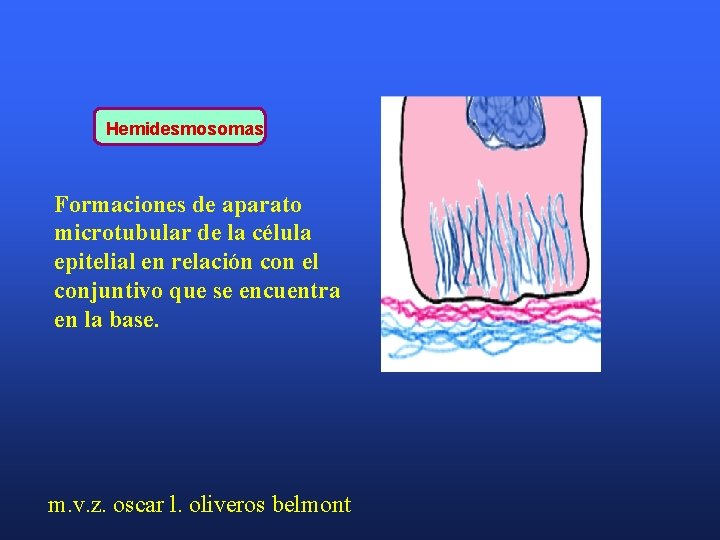 Hemidesmosomas Formaciones de aparato microtubular de la célula epitelial en relación con el conjuntivo