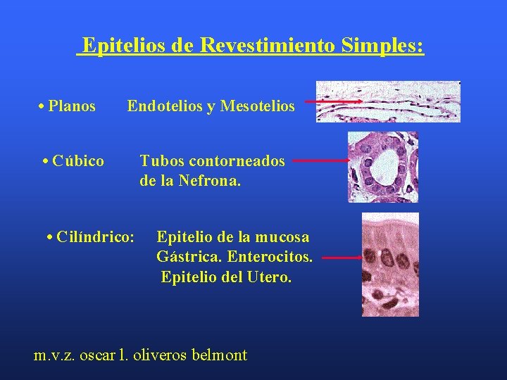 Epitelios de Revestimiento Simples: • Planos Endotelios y Mesotelios • Cúbico • Cilíndrico: Tubos
