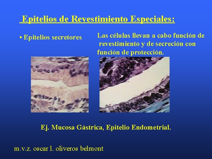 Epitelios de Revestimiento Especiales: • Epitelios secretores Las células llevan a cabo función de