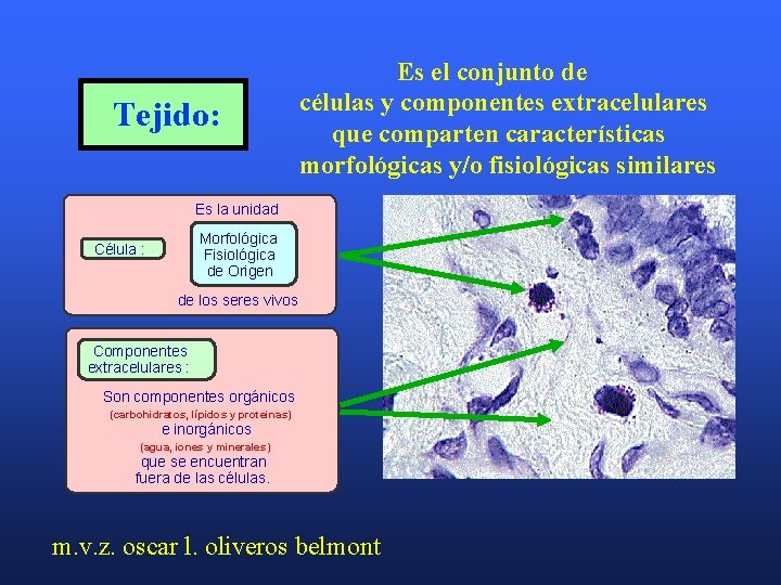 Tejido: Es el conjunto de células y componentes extracelulares que comparten características morfológicas y/o