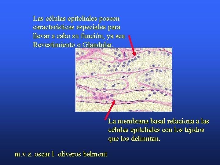 Las células epiteliales poseen características especiales para llevar a cabo su función, ya sea