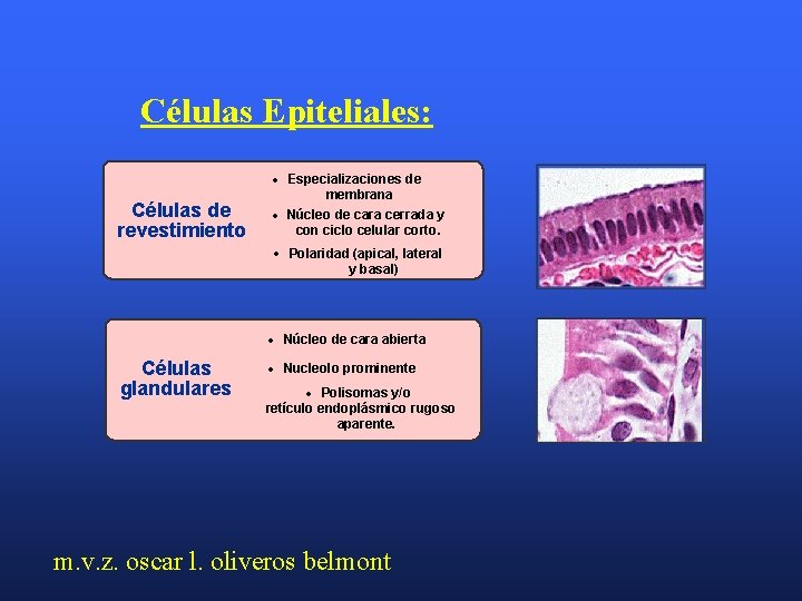 Células Epiteliales: • Células de revestimiento • • Células glandulares • • Especializaciones de