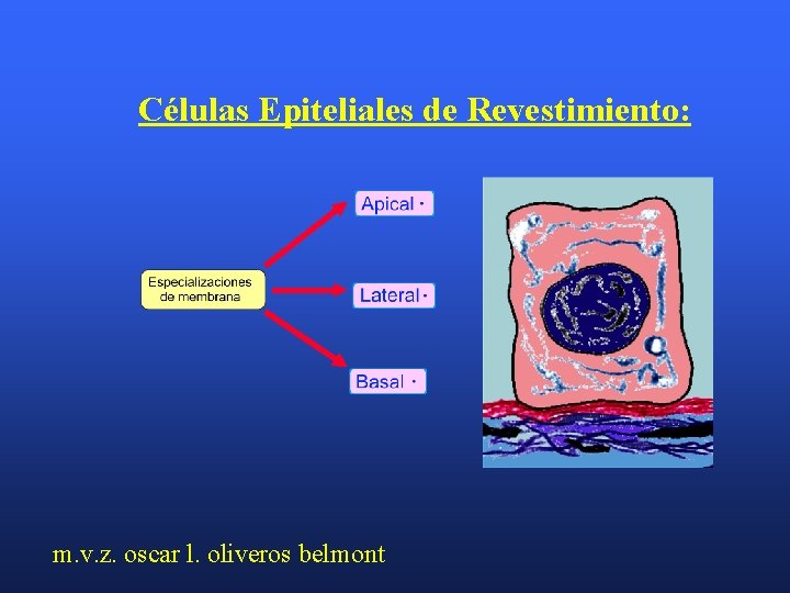Células Epiteliales de Revestimiento: m. v. z. oscar l. oliveros belmont 