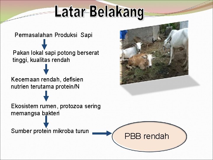 Permasalahan Produksi Sapi Pakan lokal sapi potong berserat tinggi, kualitas rendah Kecernaan rendah, defisien