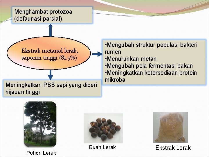 Menghambat protozoa (defaunasi parsial) Ekstrak metanol lerak, saponin tinggi (81. 5%) Meningkatkan PBB sapi