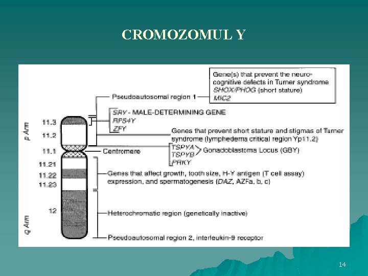 CROMOZOMUL Y 14 