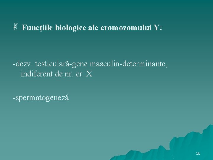  Funcţiile biologice ale cromozomului Y: -dezv. testiculară-gene masculin-determinante, indiferent de nr. cr. X