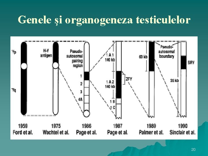 Genele şi organogeneza testiculelor 20 