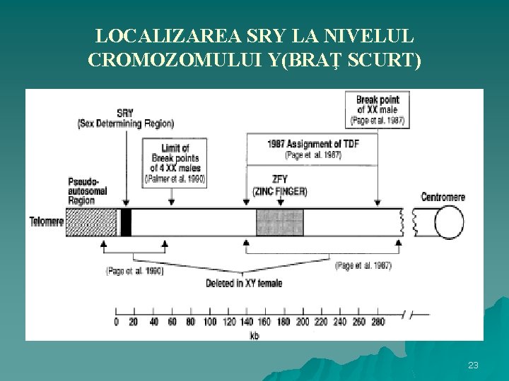 LOCALIZAREA SRY LA NIVELUL CROMOZOMULUI Y(BRAŢ SCURT) 23 