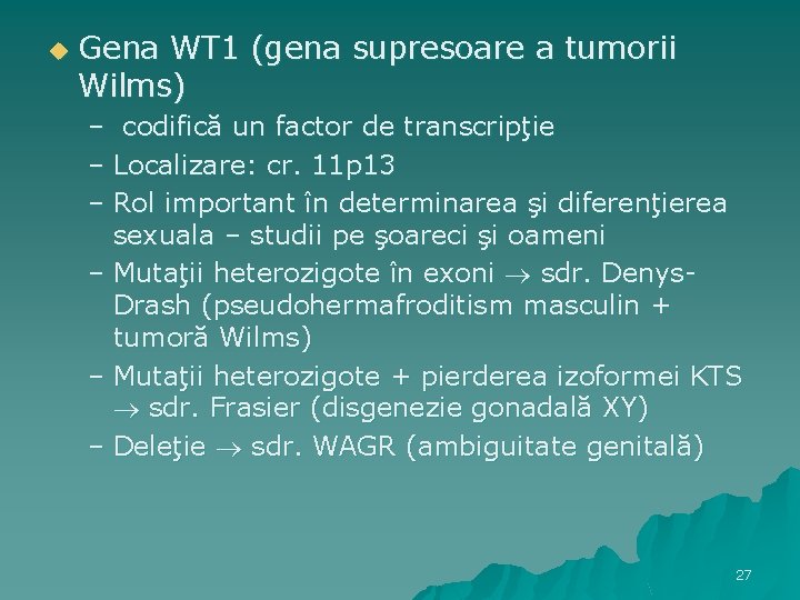 u Gena WT 1 (gena supresoare a tumorii Wilms) – codifică un factor de