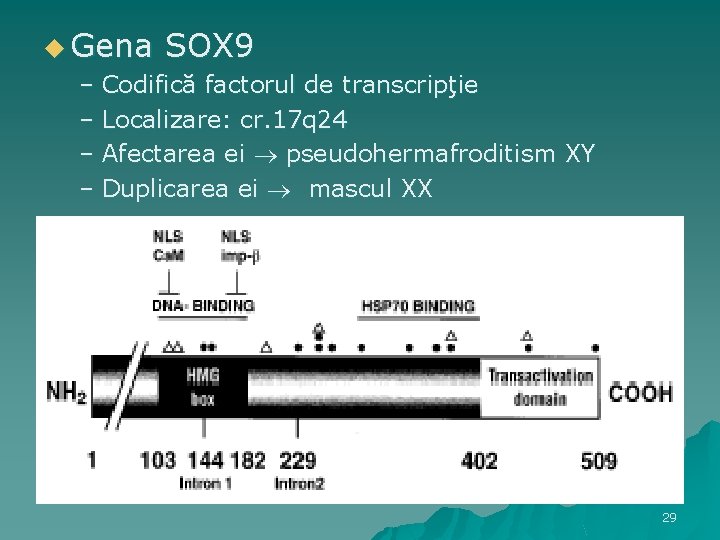 u Gena SOX 9 – Codifică factorul de transcripţie – Localizare: cr. 17 q