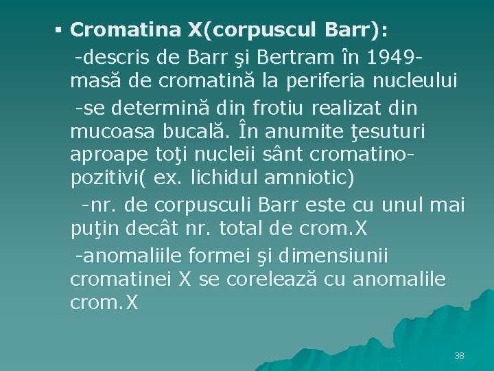 § Cromatina X(corpuscul Barr): -descris de Barr şi Bertram în 1949 masă de cromatină