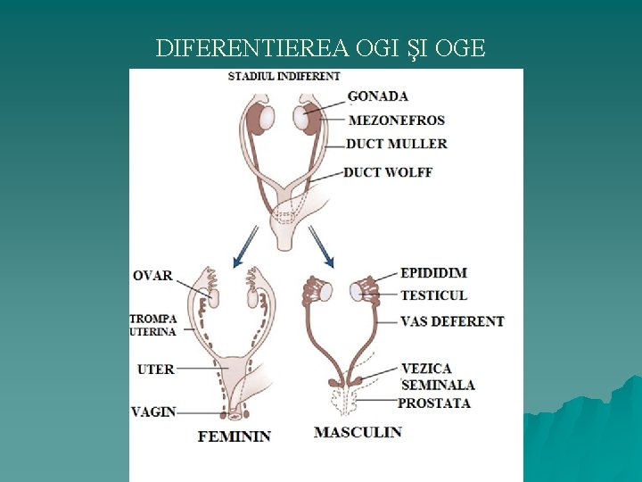 DIFERENTIEREA OGI ŞI OGE 